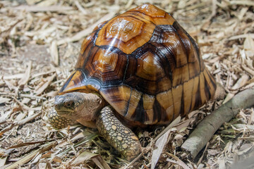 The angonoka tortoise (Astrochelys yniphora) is a critically endangered species of tortoise...