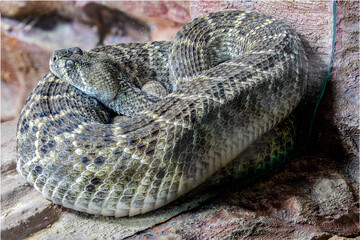 The western diamondback rattlesnake (Crotalus atrox) is a venomous rattlesnake species found in the...