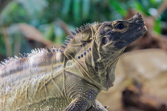Philippine sailfin lizard (Hydrosaurus pustulatus) is an oviparous lizard endemic to several of the islands that make up the Philippines and is also found in New Guinea and Eastern Indonesia.