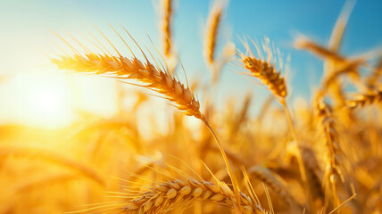 Naklejka premium Golden yellow wheat field and bright sky
