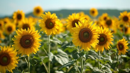 Picturesque Sunflower Field in Full Bloom Generative AI