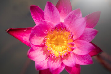 Close-up Water Lily Lotus flowers for nature Background.