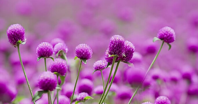 Gomphrena  センニチコウ　千日紅