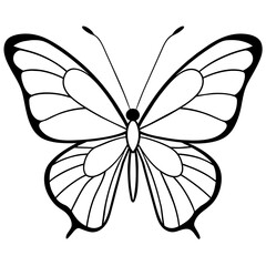     Butterfly vector illustration.
