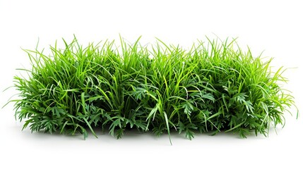 Lush Green Grass Blades on Plain White Background Generative AI