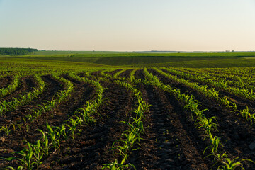 A large corn field with small corn plants. Corn sprouts grow in an agricultural field. Agricultural...