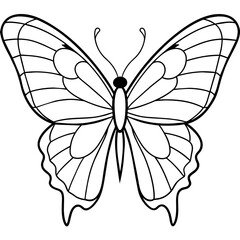     Butterfly vector illustration.
