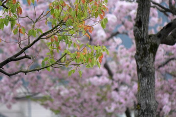 公園に咲く桜