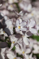 macro photo of lilacs, shallow depth of field