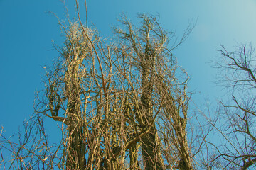 Old acacia against the blue sky. Robinia pseudoacacia bark background