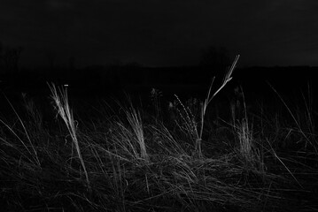 Black and white landscape shot of tall grass.