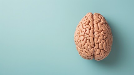 3D human brain model over plain background