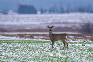  Roe deer on a winter meadow