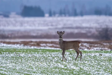 Gardinen  Roe deer on a winter meadow © Jerzy