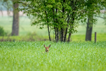 A young roe deer on a spring meadow