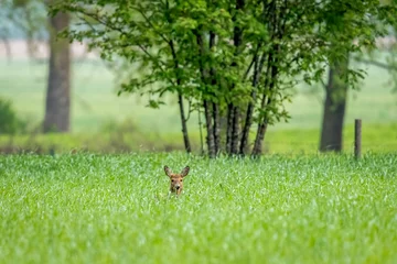  A young roe deer on a spring meadow © Jerzy
