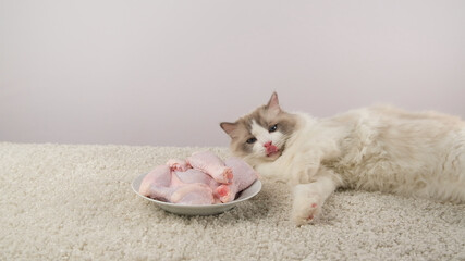 Ragdoll cat and fresh chicken meat.