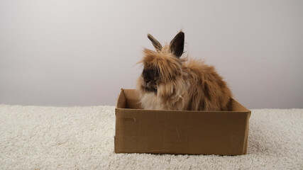 Cute rabbit in cardboard box.