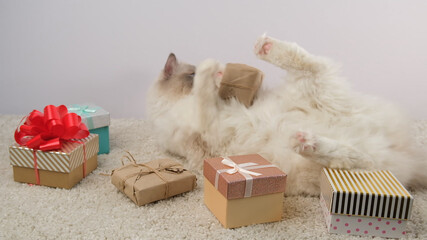 Ragdoll cat and gift boxes.