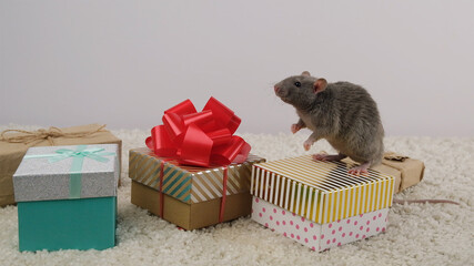 Gray rat and gift boxes.