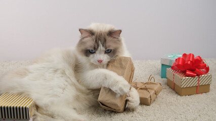 Ragdoll cat and gift boxes.