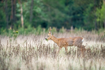 A male roe deer on a meadow near the forest