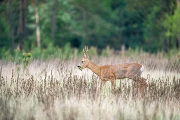 Fotobehang A male roe deer on a meadow near the forest © Jerzy