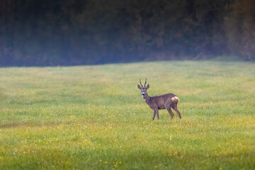 Naklejka premium A male roe deer on a meadow near the forest