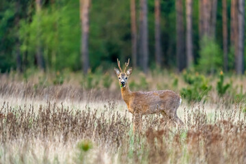 A male roe deer on a meadow near the forest © Jerzy