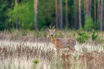 Selbstklebende Fototapeten A male roe deer on a meadow near the forest © Jerzy
