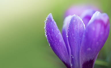 Purple crocus flower isolated on green background. - 782082958