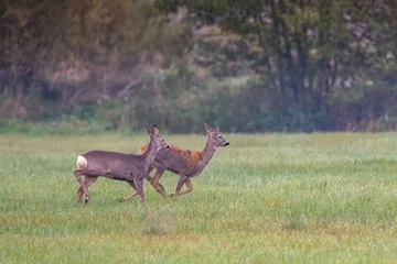 Rolgordijnen A pair of roe deer on a green spring meadow © Jerzy