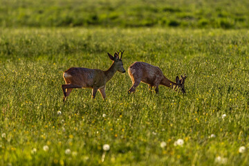 A pair of roe deer on a green spring meadow