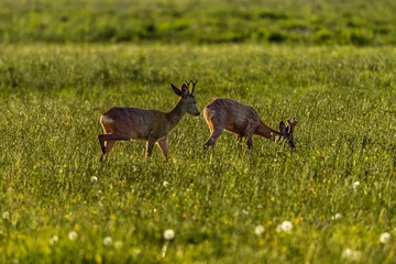 Plexiglas foto achterwand A pair of roe deer on a green spring meadow © Jerzy