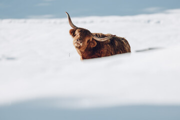 scotland highland cow in winterlandscape - 782083996