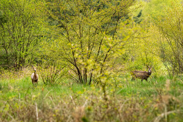  Roe deer under  flowering tree