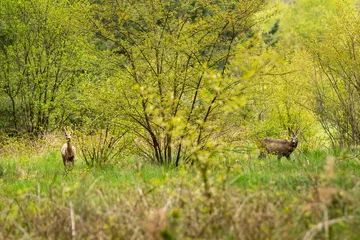 Fototapeten  Roe deer under  flowering tree © Jerzy