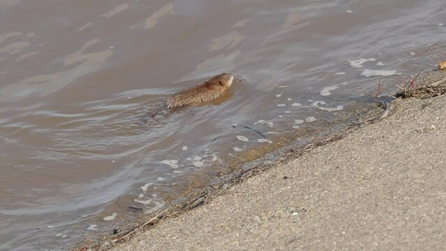 Muskrat or musk rat swims along the riverbank. High quality 4k footage