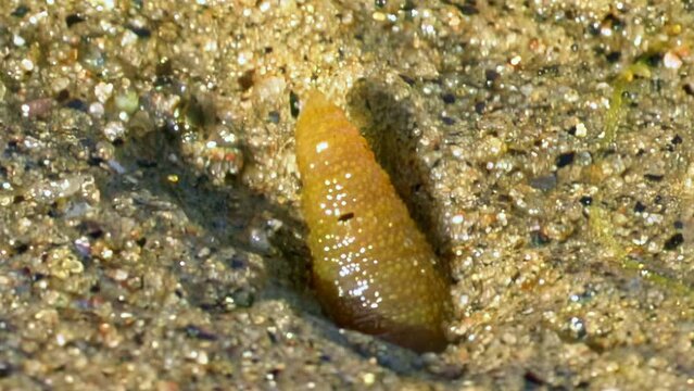 Observing grown larva of Nereis virens can be nauseating for some, close up. Menacing silhouette of sea worm is emphasized against sandy bottom in clear water.