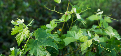 vibrant green grapevine leaves in the foreground, with young grape clusters and tendrils, against a...