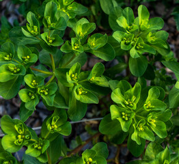 the vibrant green foliage and unique yellow-green flowers of a spurge plant, showcasing the intricate patterns of its leafy growth
