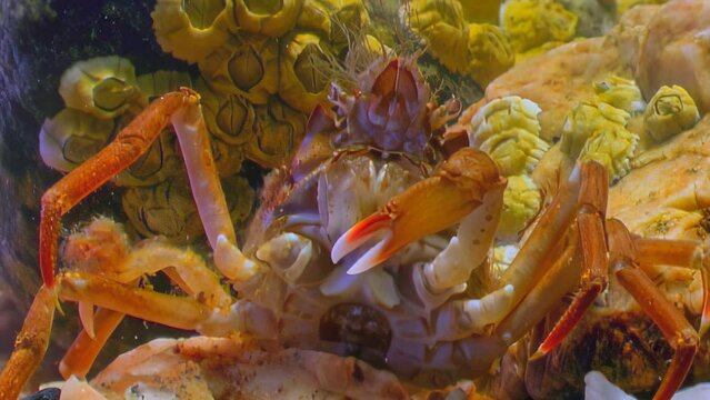Close-up of head, eyes, mouth and crab claws of underwater sea crab. Adaptability of crab allows it to gracefully navigate changing conditions of aquatic habitat. Underwater world of Barents Sea.