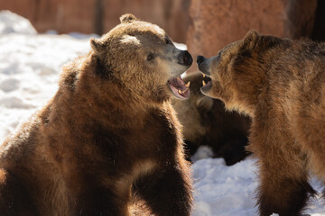 Obraz premium GRIZZLY BEAR WRESTLING AT THE BEARAZONNA RESCUE PARK IN ARIZONA