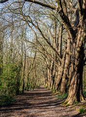 Obraz premium Walking around Penrhos nature Reserve with a dog