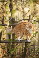 A photo of a red cat on the stairs in the spring garden.