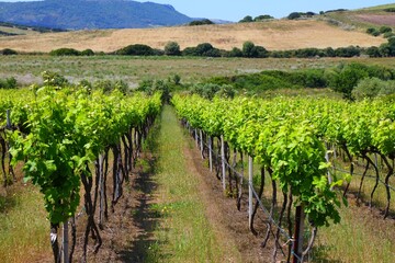 Italian vineyard in Valledoria, Sardinia - 782087911