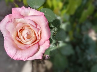 Vibrant Pink Blossom in Nature: Stunning Outdoor Shot of a Beautiful Flower with Soft Blur Background on a Sunny Day