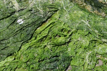 Dried chlorophyta green algae
