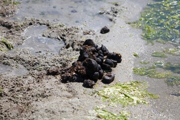 Horse droppings - 782088594