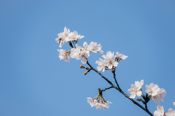 Bee on white blooming cherry blossom